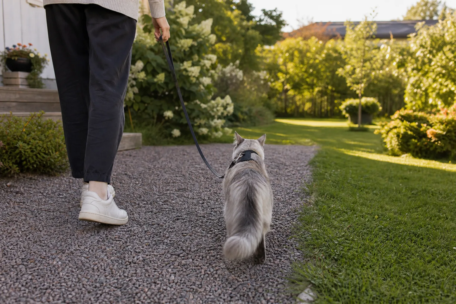 Katt i sele som utforskar utomhus under uppsikt