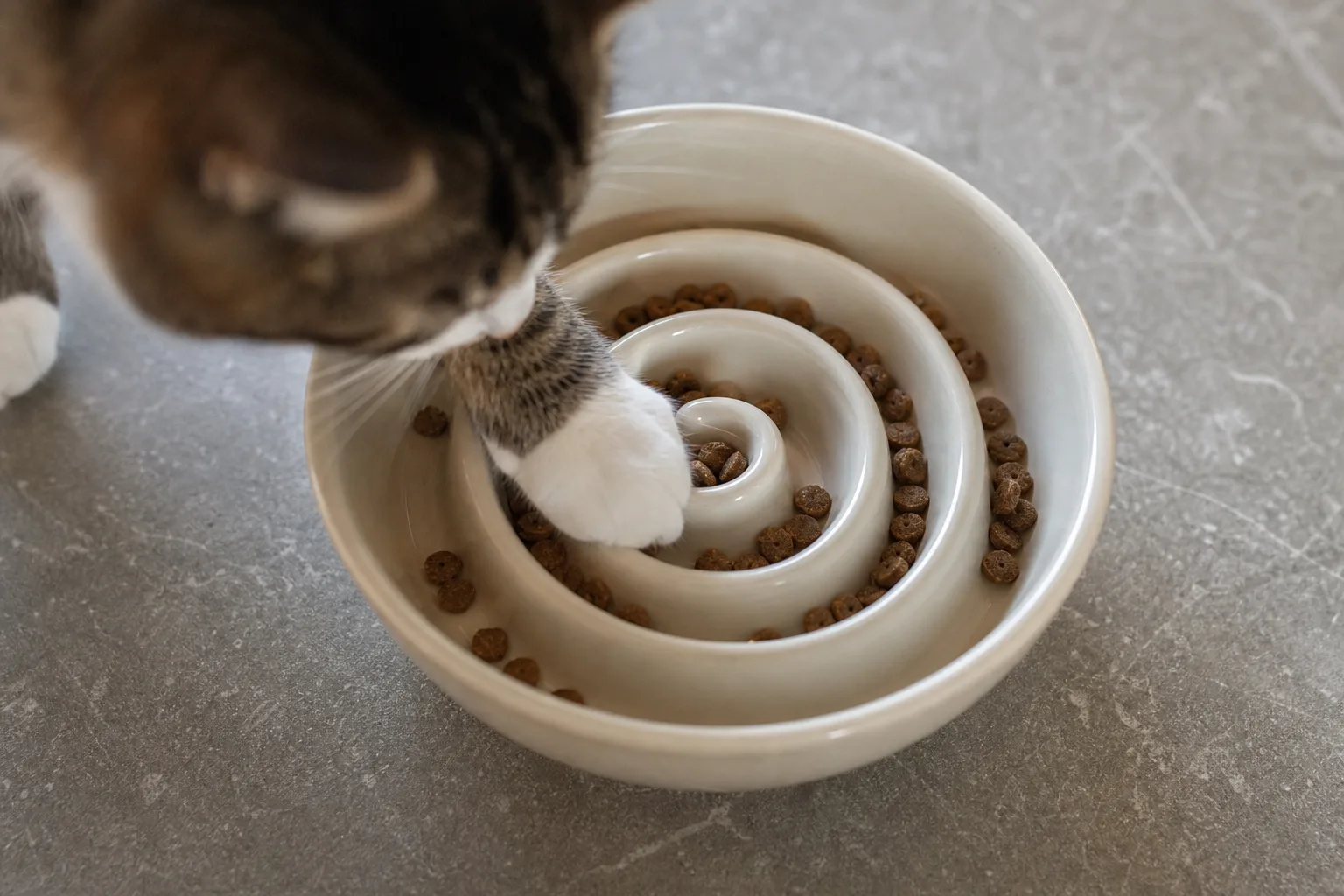 Katt äter torrfoder ur en slow feeder-skål med låga hinder