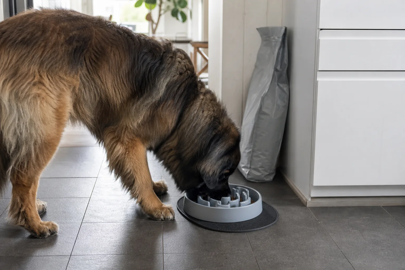 Hund äter torrfoder ur en slow feeder-skål med inbyggda hinder