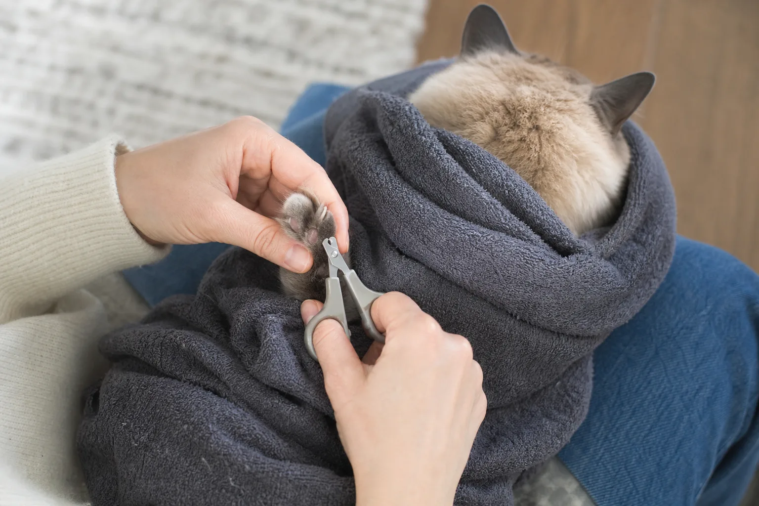 Katt får klorna kontrollerade i knäet